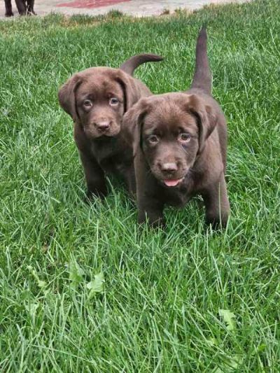 okoladni labradori tenci